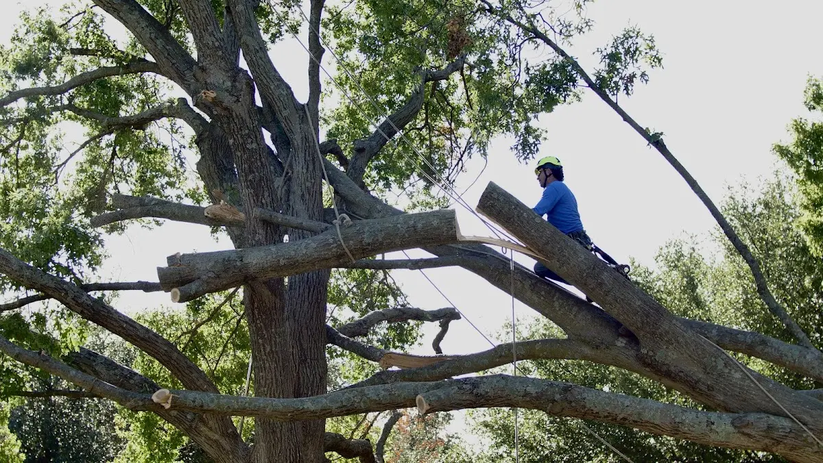 Professional Crown Thinning performed by certified arborists in Simms